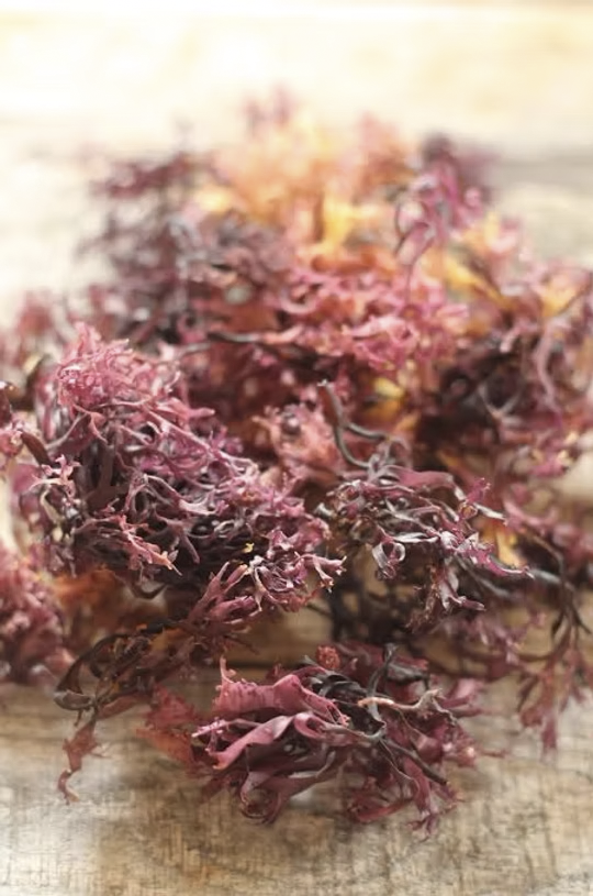 Sea-moss